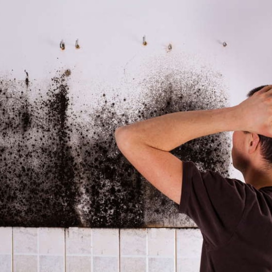Moderate to Severe Mould